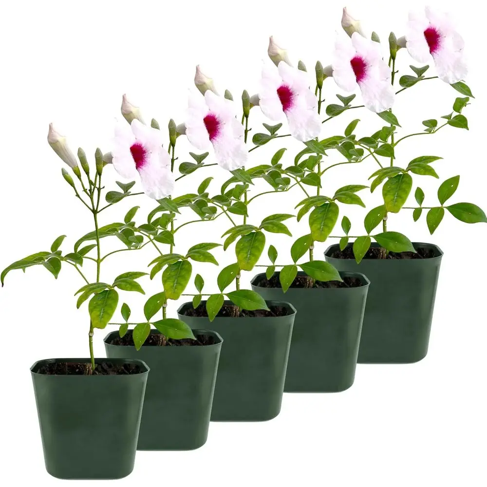

Pink Bower Vine - 5-6 Tall Live Plant in 2 Pot, Suitable for Outdoors, USDA Zones 9-11