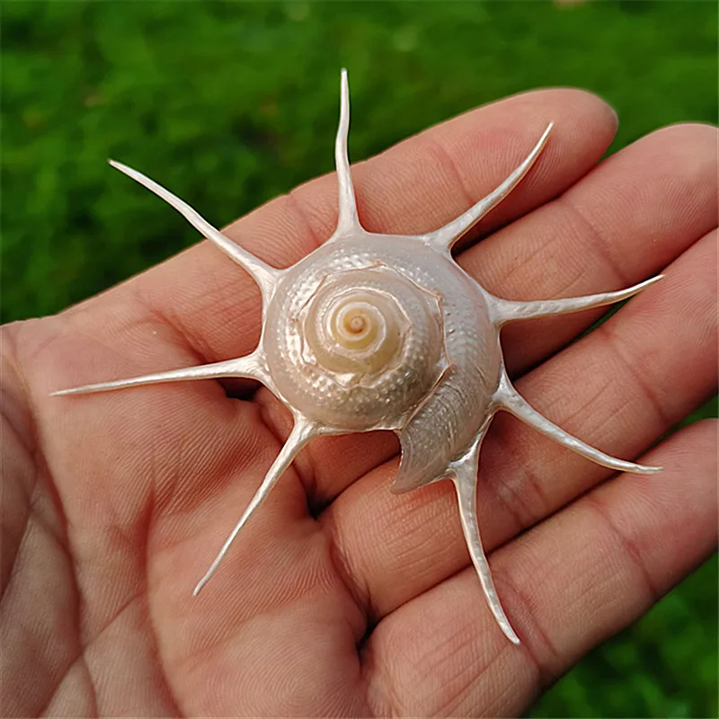 

Морская улитка Long Star (Seven-Star Snail) — декоративное украшение для аквариума, настенный или напольный стенд