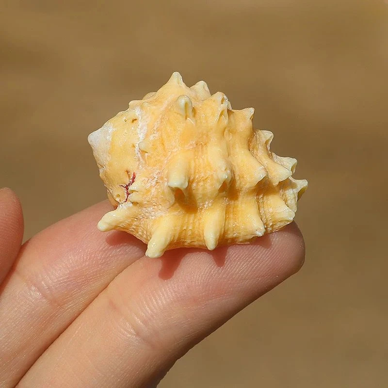 Natural Shell Conch Powder Mouth Rock Snail Purple Mouth Rock Snail Specimen Snail Aquarium Decoration