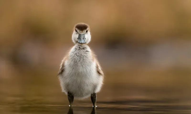 

Metal Drive Shaft Modification Accessories Suitable for C8815 C8835 H1 1/10 RC Car Metal Gate Bridge Modification Parts