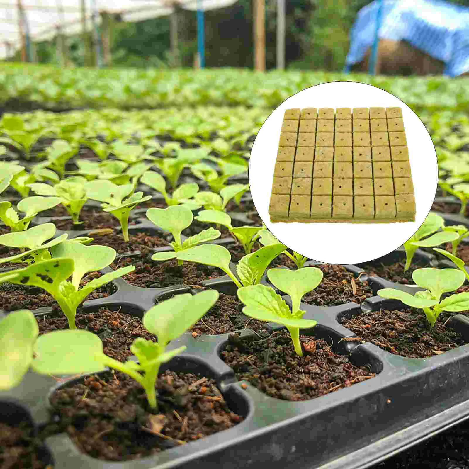 

Plug Seedling Block Practical Nutrient Soil Cultivation Nursery Plant