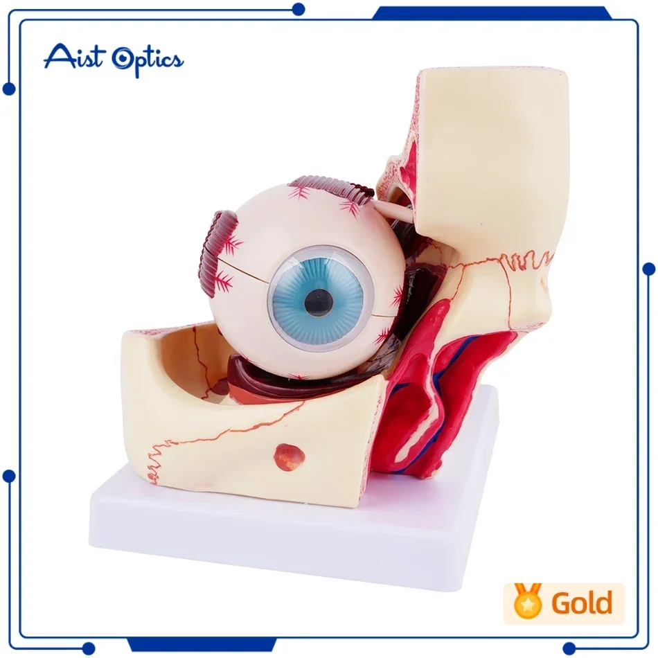 High Quality Biology 3 Times Human Eye Enlargement Model Giant Anatomy Eyeball Orbital 10parts Anatomical For Science Teaching