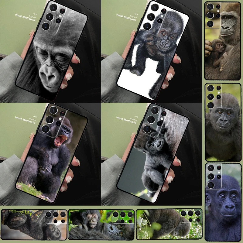 Monkey Gorilla Ape … - image