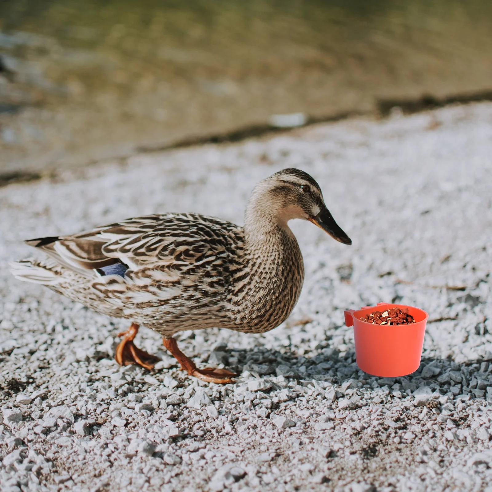 

10Pcs Bird Feeders Thick Pigeon Feeding Bowls Cage Feeders Water Bowls Durable Lightweight Anti-Splash Bite Resistant