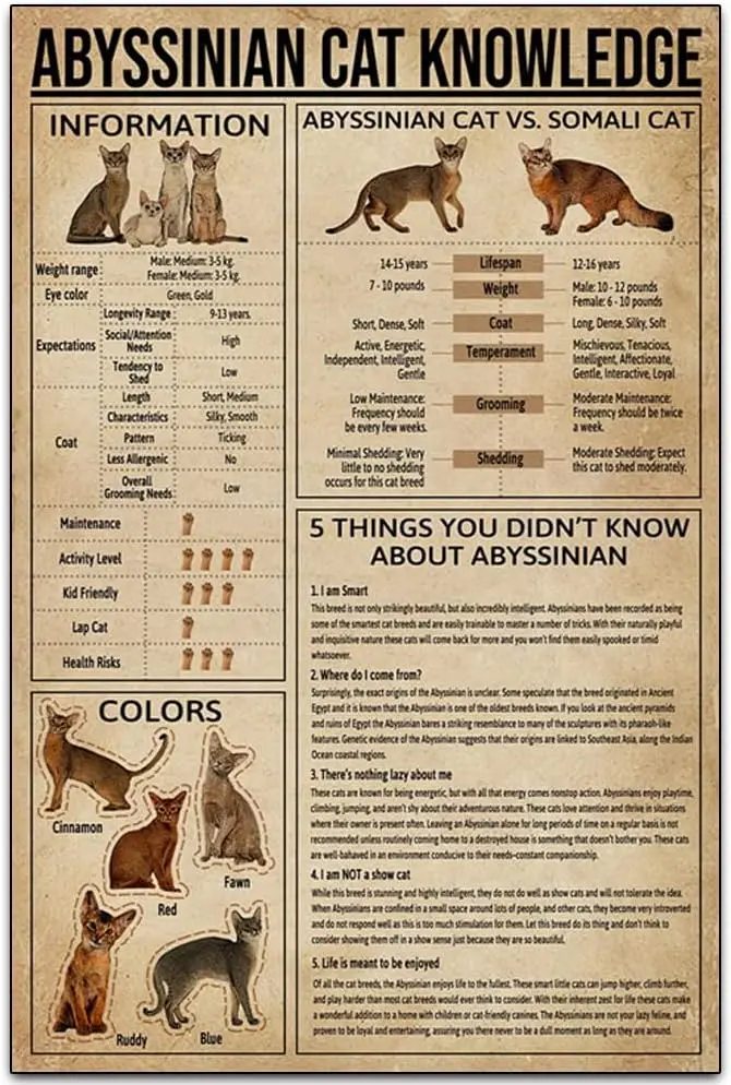 Q1,Abyssinian Cat K… - image