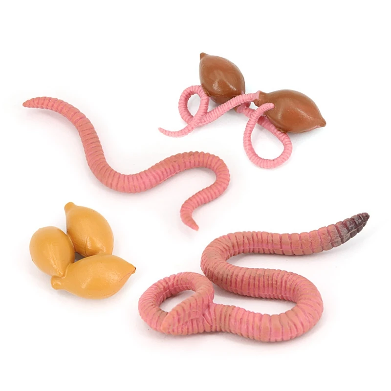 4Pcs Simulation Earthworm Growth Model Animal Growth Cycle Biological Model Simulation Growth Science Educational Toys