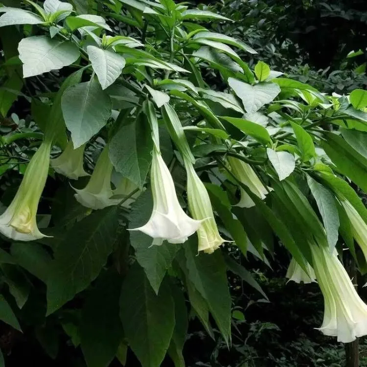 High Quality Natural Datura Dried Flowers Fragrant Mandara For Candle Soap Beauty Products Perfume Making Sachet Pillow Filling