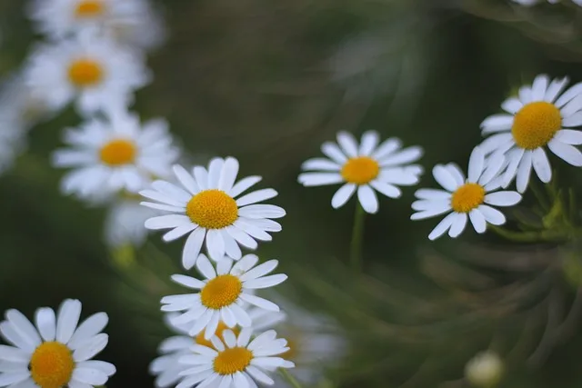 

Система FPV SIYI HM30 с увеличенной дальностью действия - 1080p 60fps 150мс, цифровая передача на 30 км, SBUS/Mavlink/OSD, сертифицирована CE/FCC