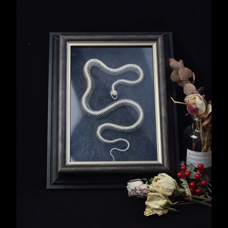 2142 Original Snake Bone Room Ornament Specimen Halloween Room Decorative Painting Gothic Style Creative Boyfriend Birthday Gift