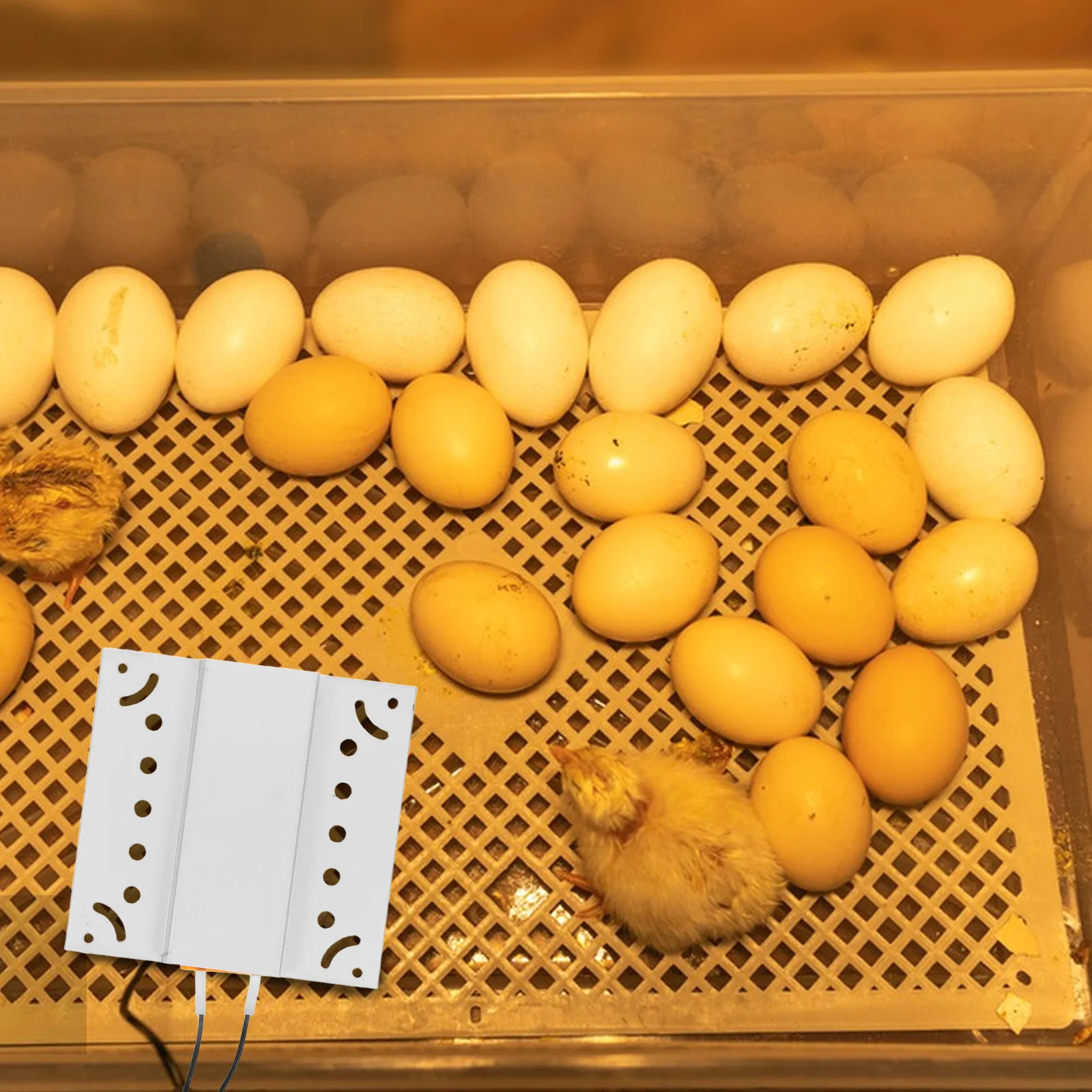 

Incubator Heating Sheet Egg Accessory Accessories Heater Element Plate for Small