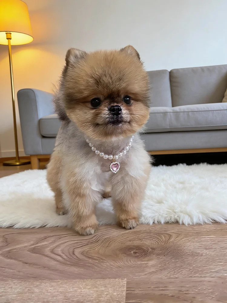 Niedliches Herzanhänger-Halsband mit Kunstperlen für Haustiere, Stilvolles Katzen- und Hundehalsband, Süßer Haustier-Schmuck, Modisches Haustierzubehör – Detail 3