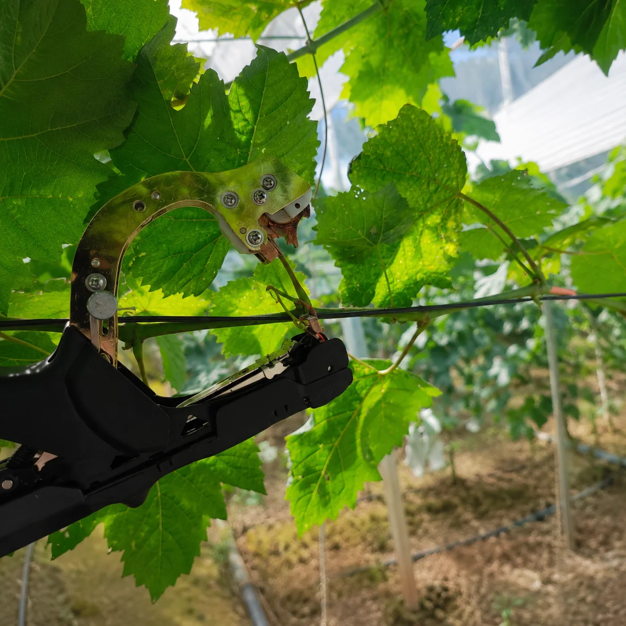 OEM Handheld Plant Tying Tool for Tomato Pepper Cucumber and Greenhouse Crop Support