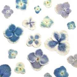 1.3-4CM/Real Natural Dried Pressed Flowers Dry Press Peacock Hydrangea Petals In Blue DIY For Epoxy Resin Jewellery,Phone Case
