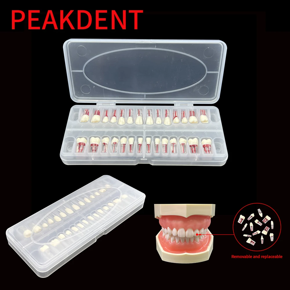 28pcs/set Dental Root Canal Models Endodontics RCT Block Pulp Cavity Practice Model Study Endo Resin Replace Teeth