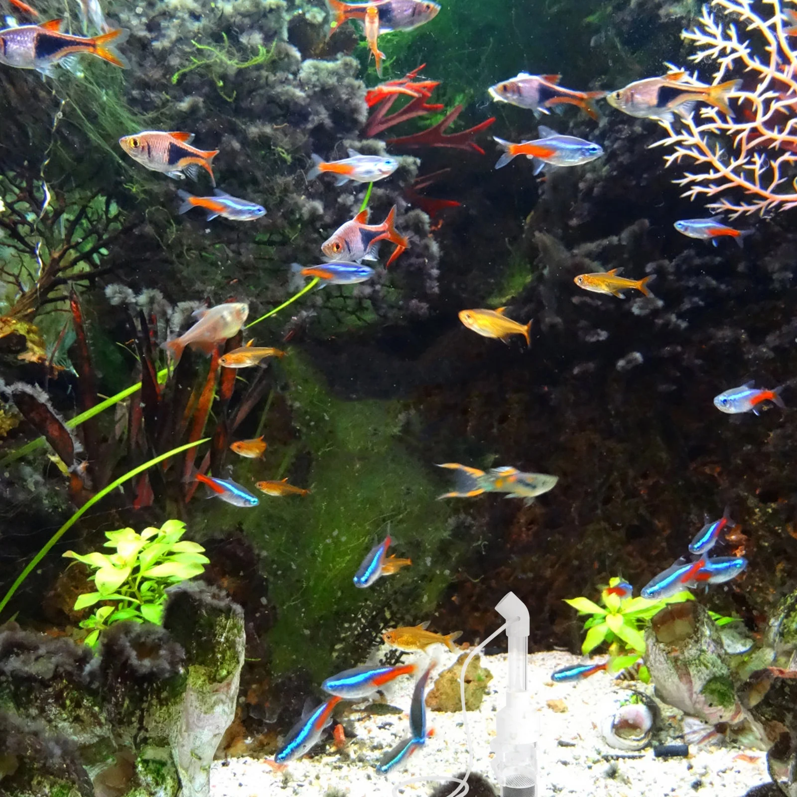 

2pcs 50Mm Aquarium Cichlid Egg Tumbler Fish Breeding Incubator Hatchery Mouth Brooding Aid Fish Tank Water
