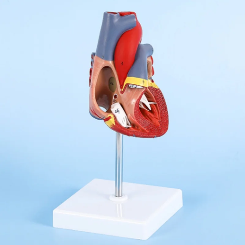 DARHMMY Life size human heart model ,Disassembled Anatomical Human Heart Model Anatomy Medical Teaching Tool