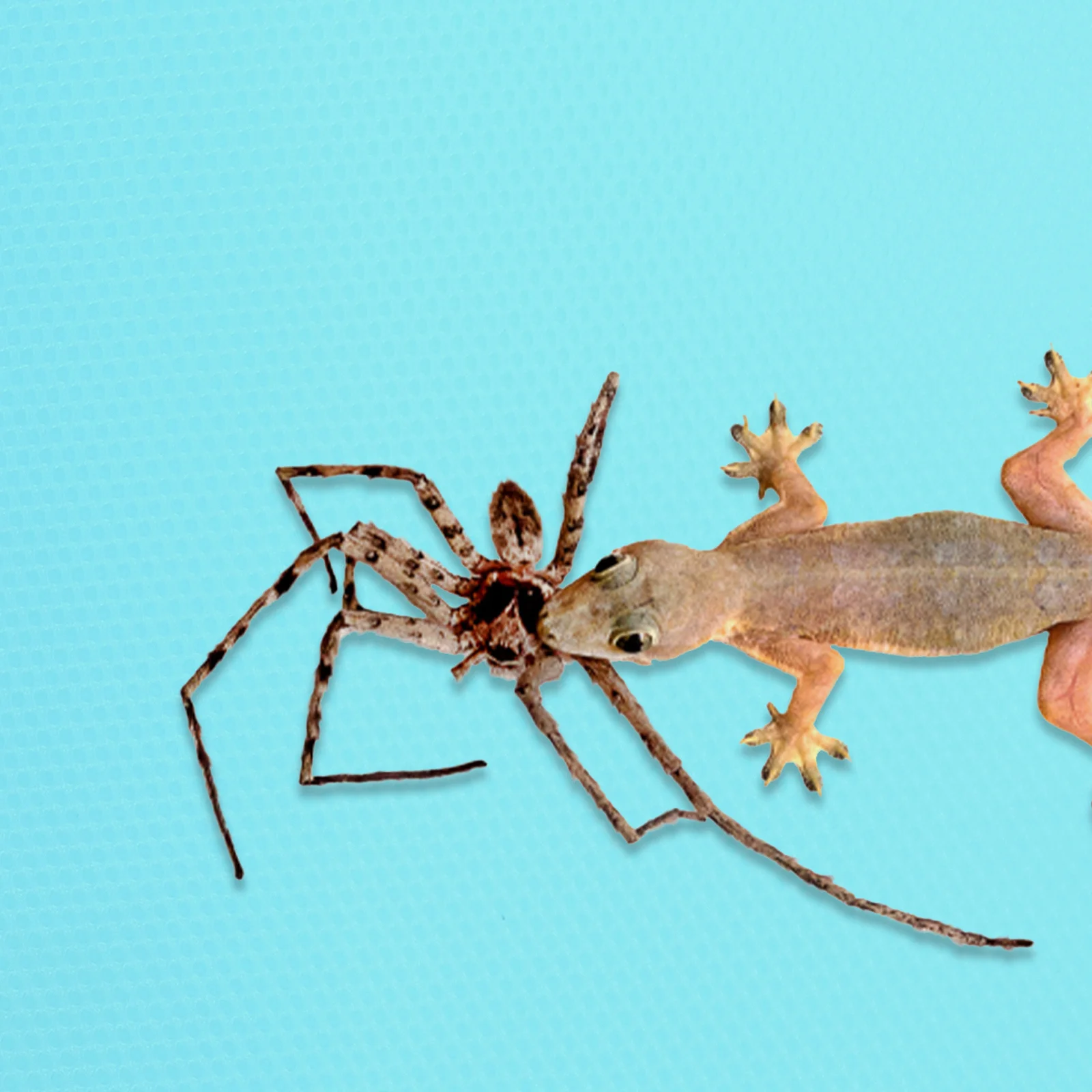 

Reptile Carpet Ideal Gift for Reptile Pet Owners Waterproof Non-Slip Substrate Mat for Terrarium Bearded Dragon Tank Accessories