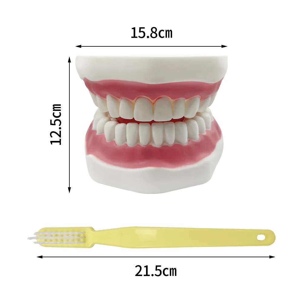 Dental Model Teeth Brushing Teaching Study Demonstration Tool With Big Toothbrush 4 Times With Big Toothbrush Dentist Tools