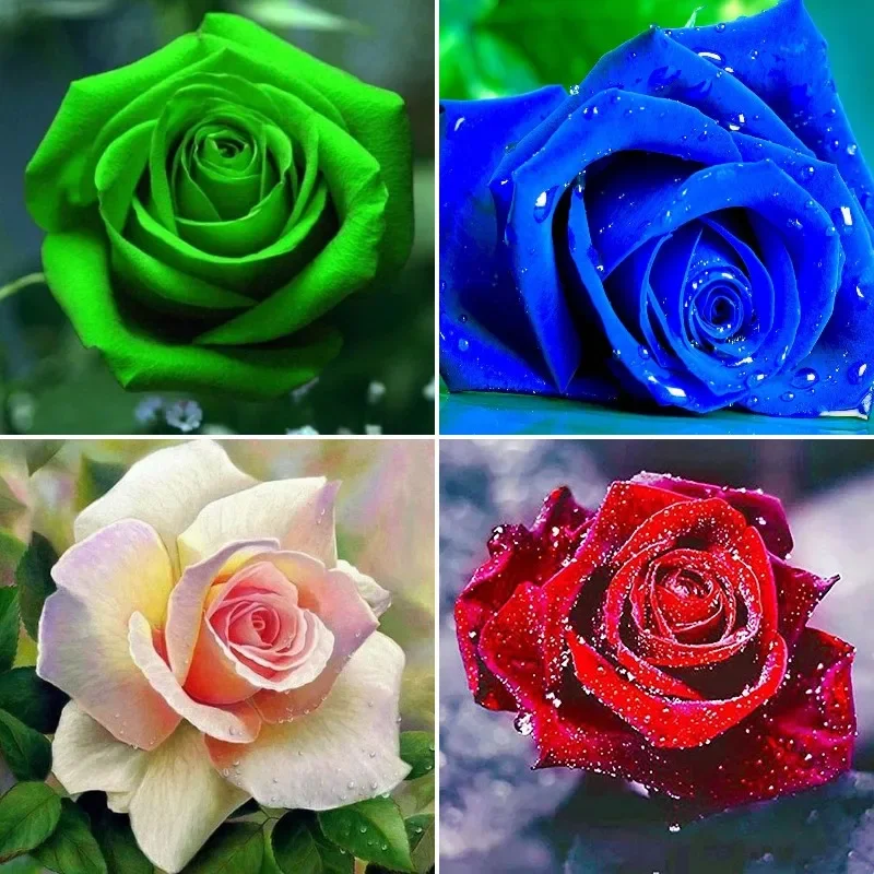 

5D DIY Diamond Painting Blue Rose Purple Green Full Square/Round Embroidery Flower Blooming Mosaic Picture Cross Stitch Kit