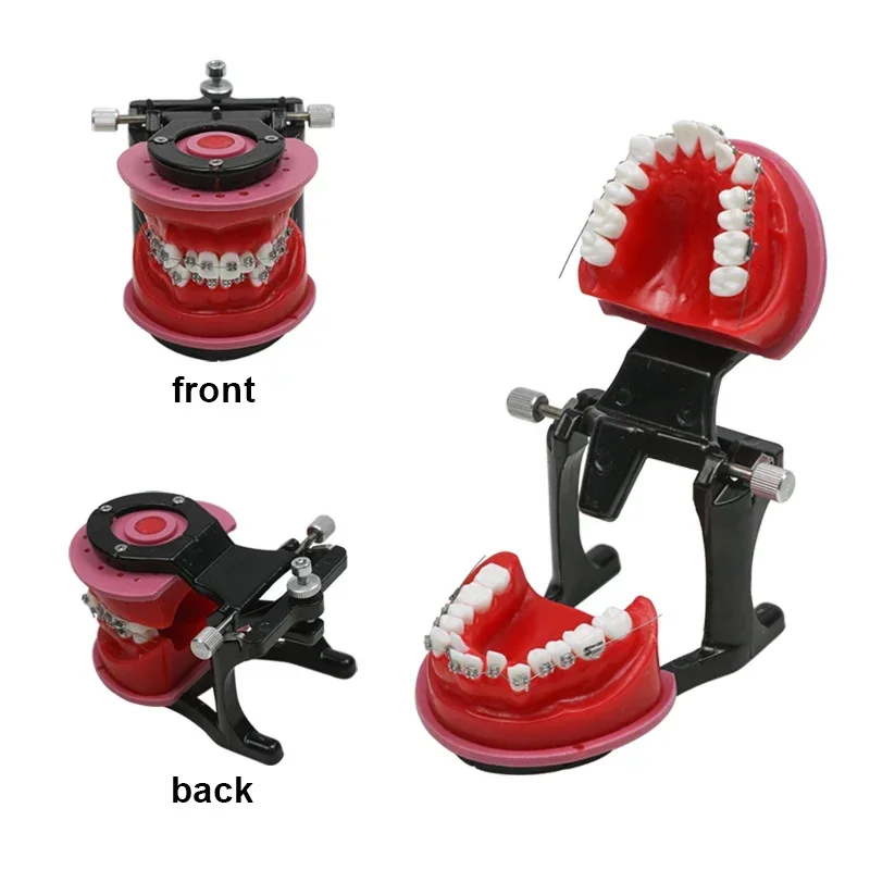 Dental Orthodontic Teaching Teeth Model Metal Brackets Red Wax Gum Tooth Dental Lab Instrument