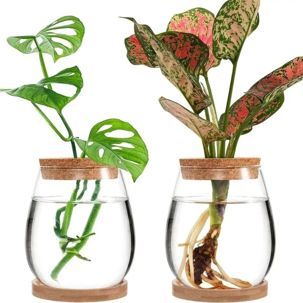 Pot Bunga Hidroponik Transpara - Propagation Station Vase ulasan dan harga