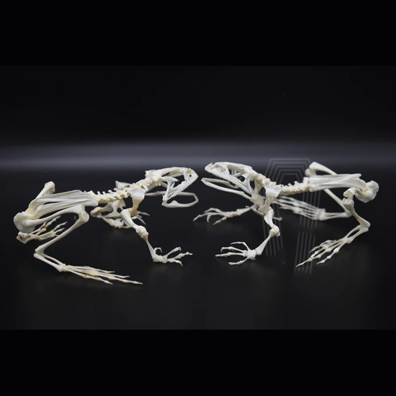 2024 Original Bullfrog Tabletop Bone Ornament Gothic Style Bone Specimen Decoration Birthday Creative Gift Customization