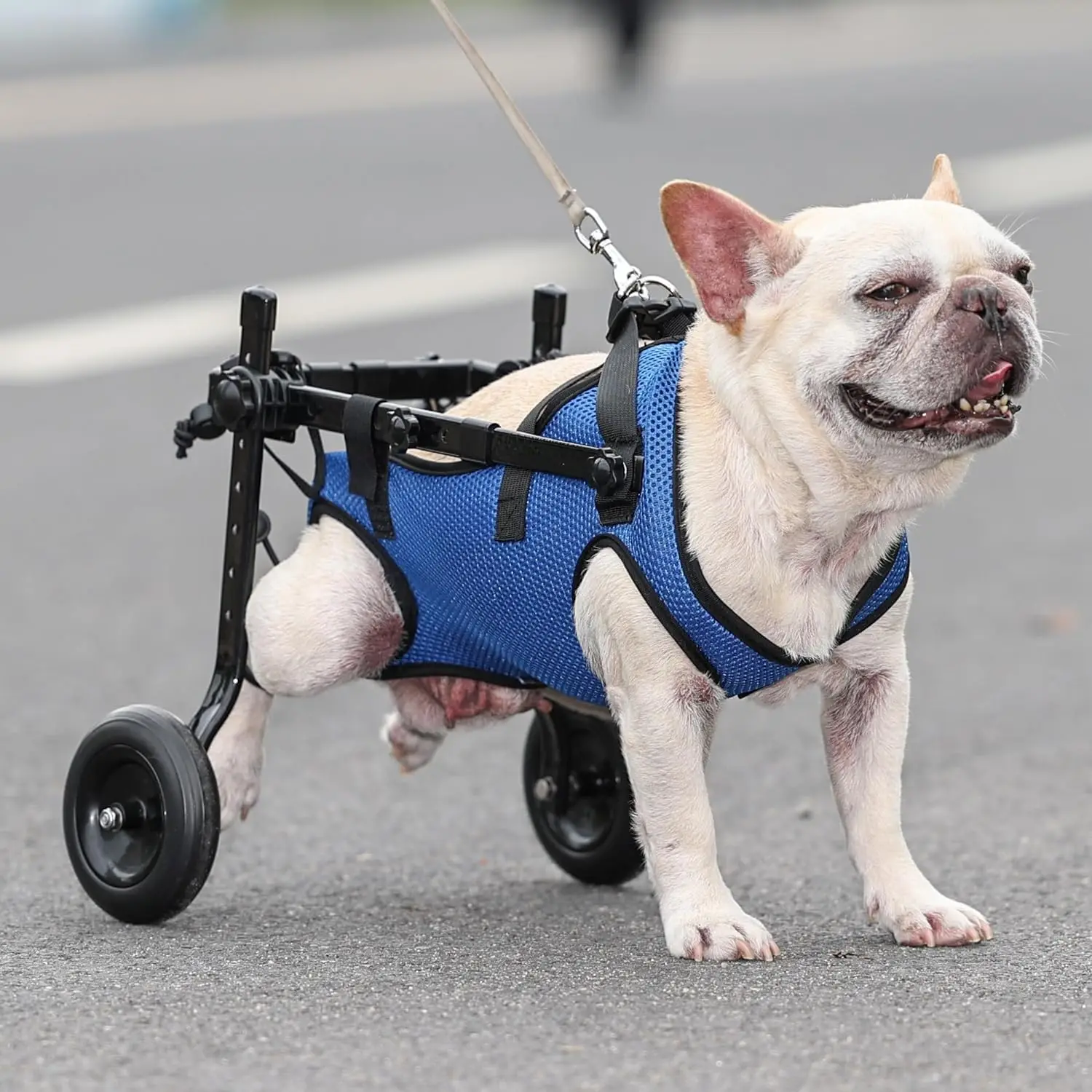 Support Mobility Aid for Disabled Pets for Small Dogs Adjustable Small Dog Wheel chair with Plastic Leg Brace Hip view 6