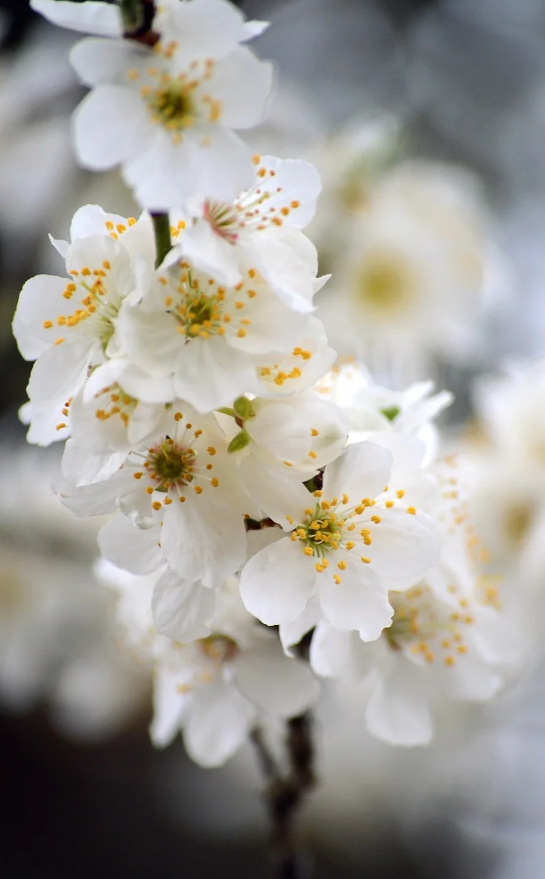 High Power Distribu…