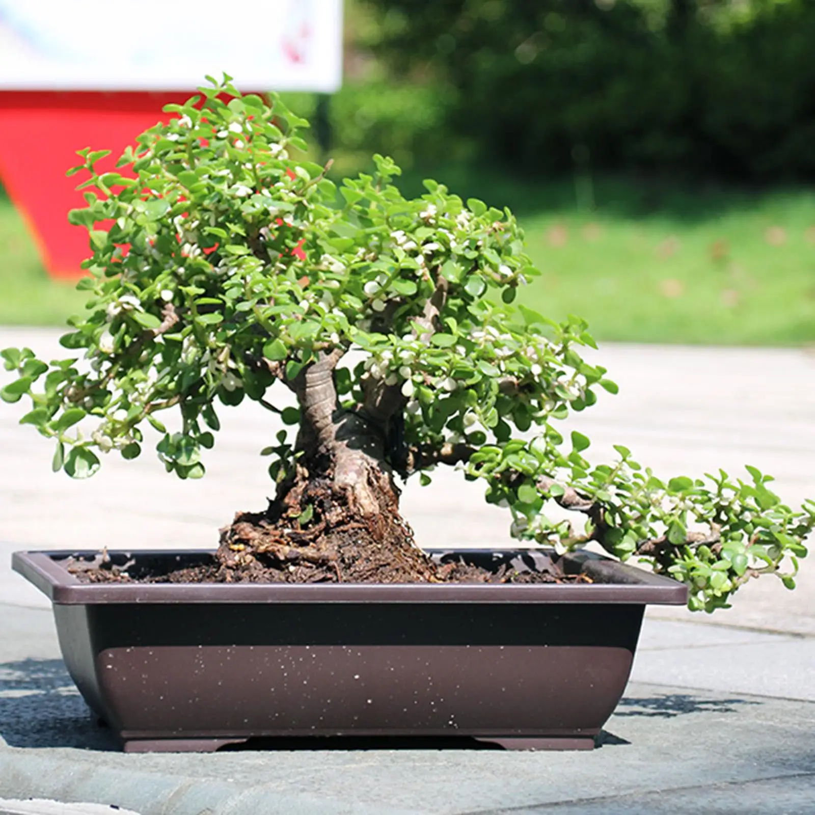 Training Pots with Tray, Outdoor Flower Pots, Elegant Sturdy Bonsai Plant Pot, Portable Flower Pots for Home, Yard, Floor,