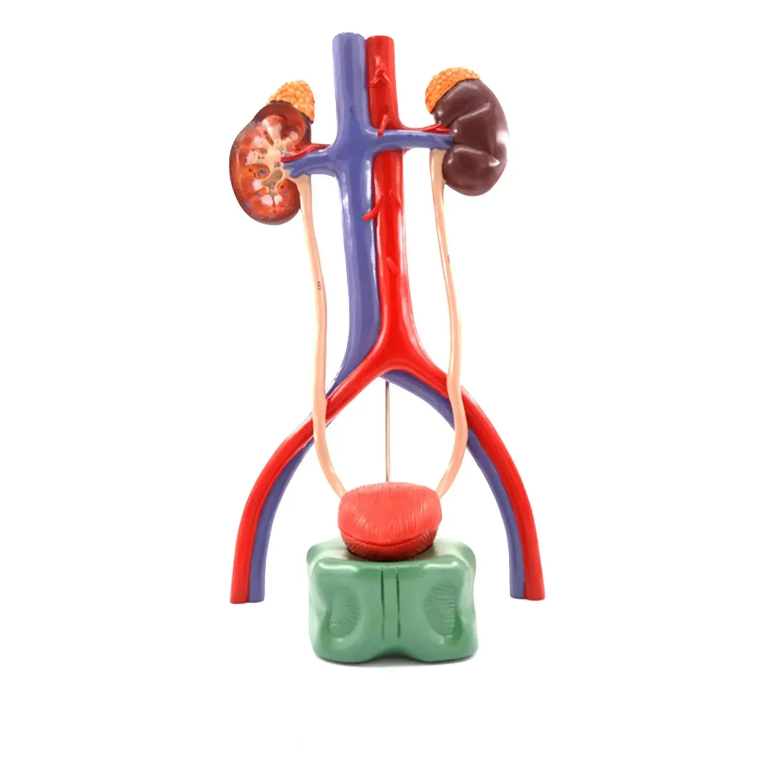PVC Three Dimensional Urinary System Model With Artery Vein Kidney Anatomy Medical