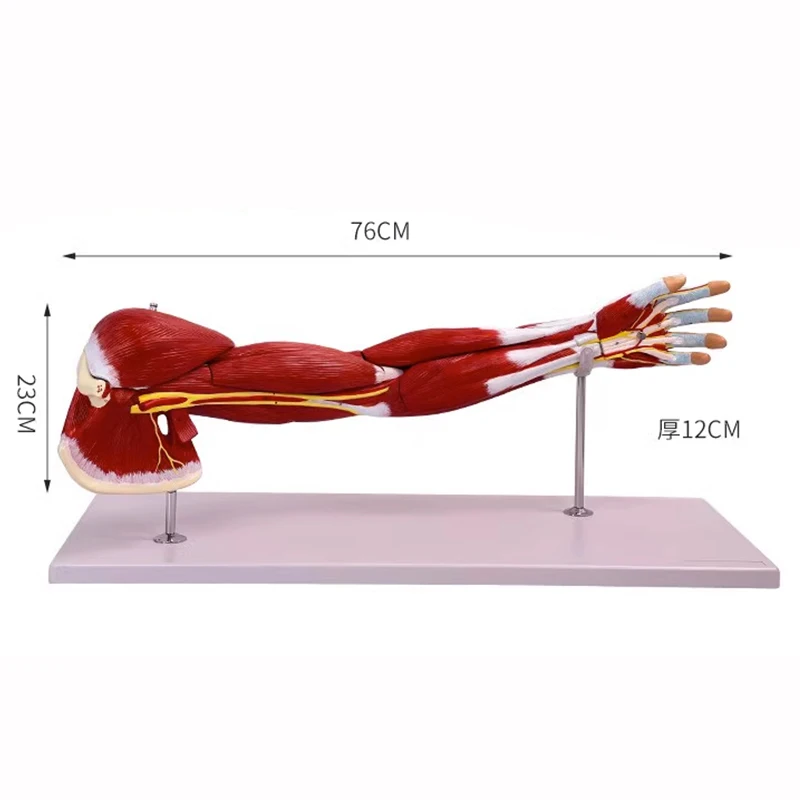 1:1 Life Size Limb Muscle Arm Joint Function Anatomy Model Human Bone Skeleton Medical Teaching Supplies