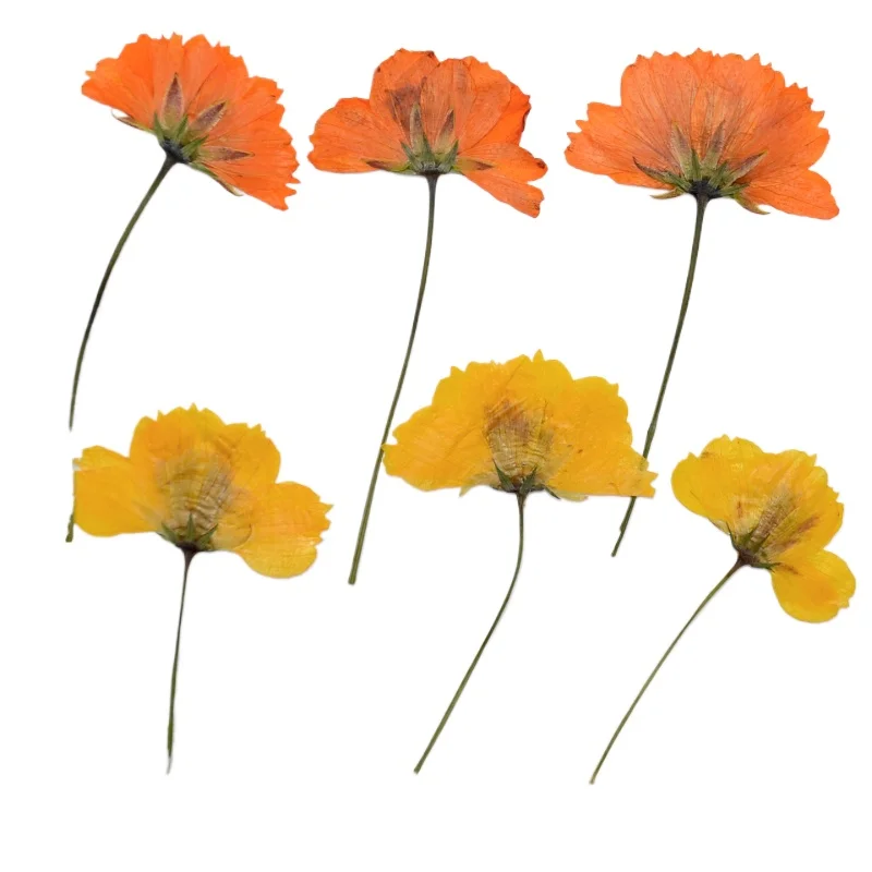 8-10cm/6pcs,Mini Cosmos sulphureus branch pressed dry flower,DIY drop glue plant phone case party invitation greeting card decor