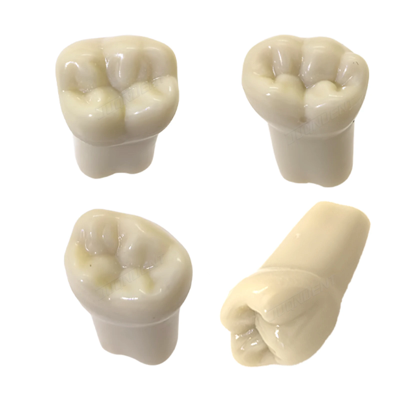 Fit Frasaco Ag3 Teeth Typodont Dental Teeth Model Full Arch 32-tooth Screw-in Teeth for Practice Training Dentist Exam