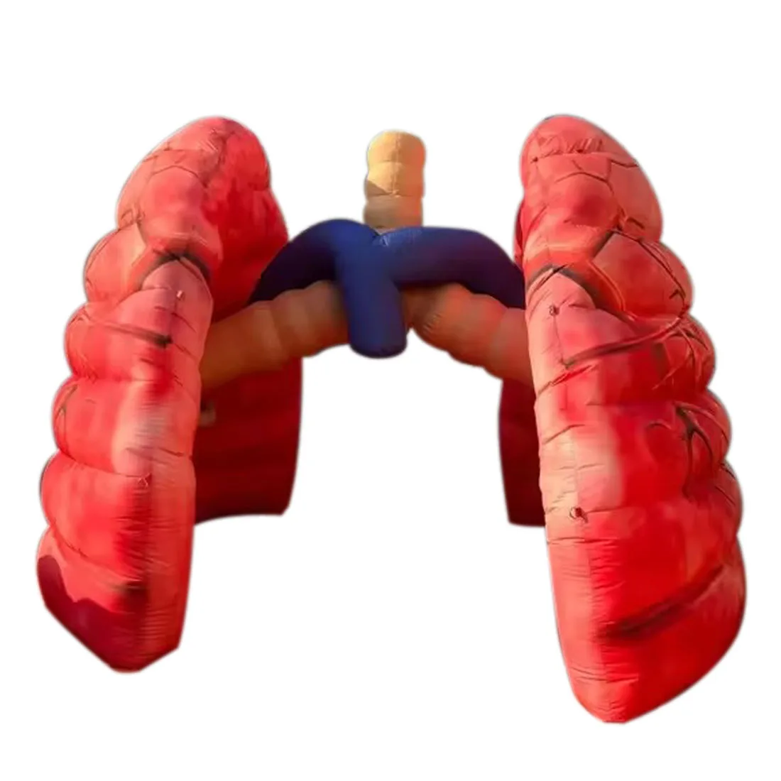 

Giant Inflatable Lung Medical Exhibits Advertising Large Inflatable Human Organs Model Replica for School Teaching/Display Activ