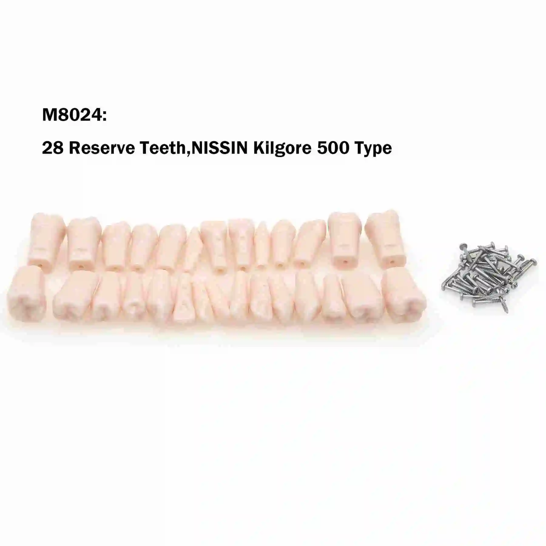 

Dental Model fit Kilgore NISSIN 500 Type 28Pcs Removable Teeth Screw-in Practise Study M8024
