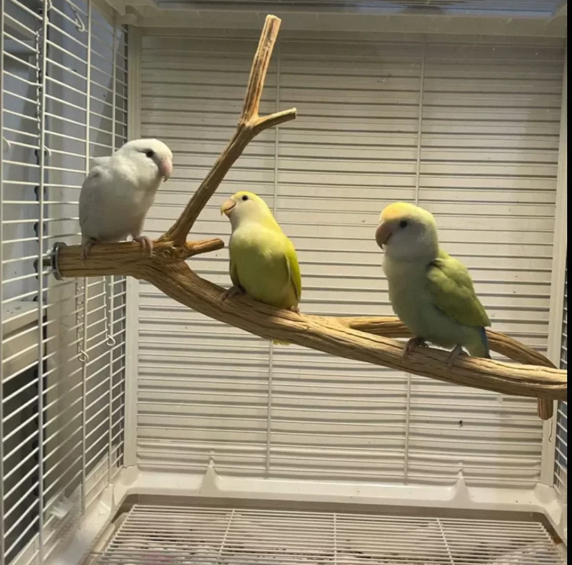 Real Wood Bird Stand Pole for Parrots And Small Birds Spicy Wood Cage Toy Natural Log Perch Stick Pigeon Perch Stand
