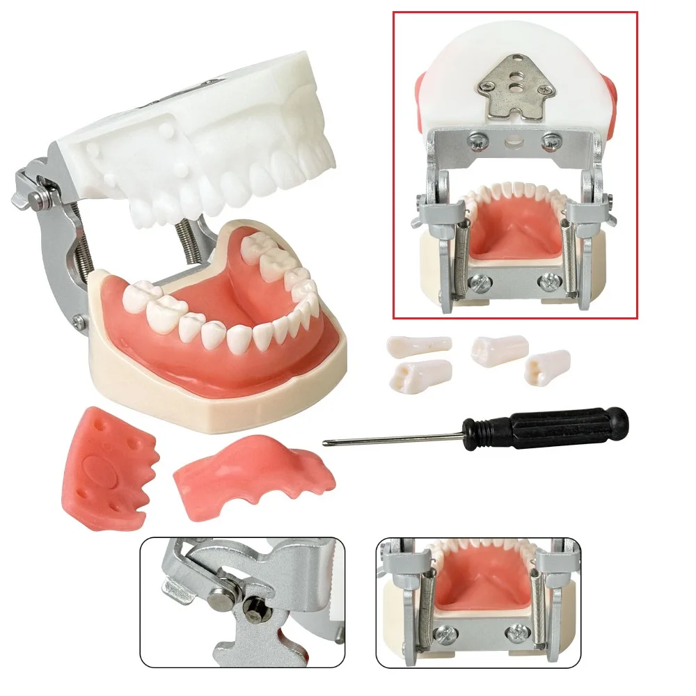 Dental Typodont Model 28 Removable Teeth Soft Silicone Gum Practice Jaw Model Abscess Incision And Drainage Teaching Training