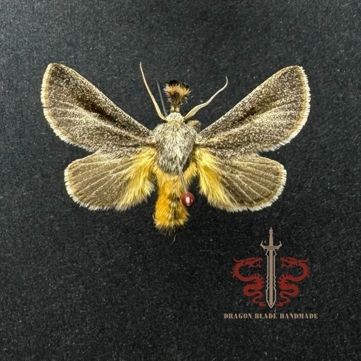 Moth specimen Susica sinensis, 1pc wings spread A1/A- high quality, Decorative Display Collection Gifts