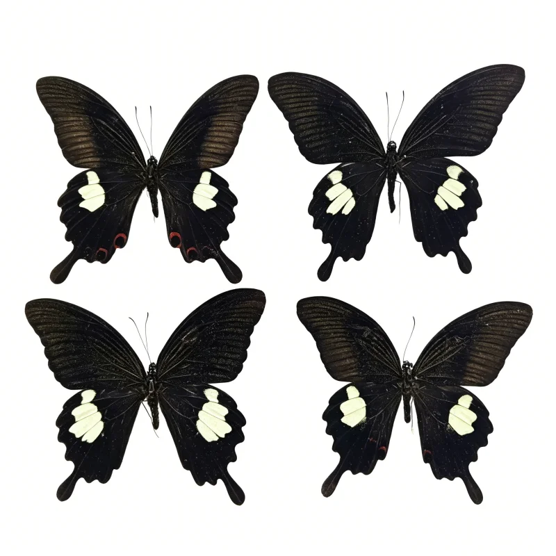6-100 pcs natural Real Butterflies Specimen (Papilio helenus‌)