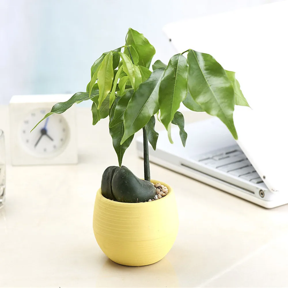 Colorful Multi color Flower Pot Small Round Plastic Planter for Succulents Home Office Desktop Potted Plant Decor