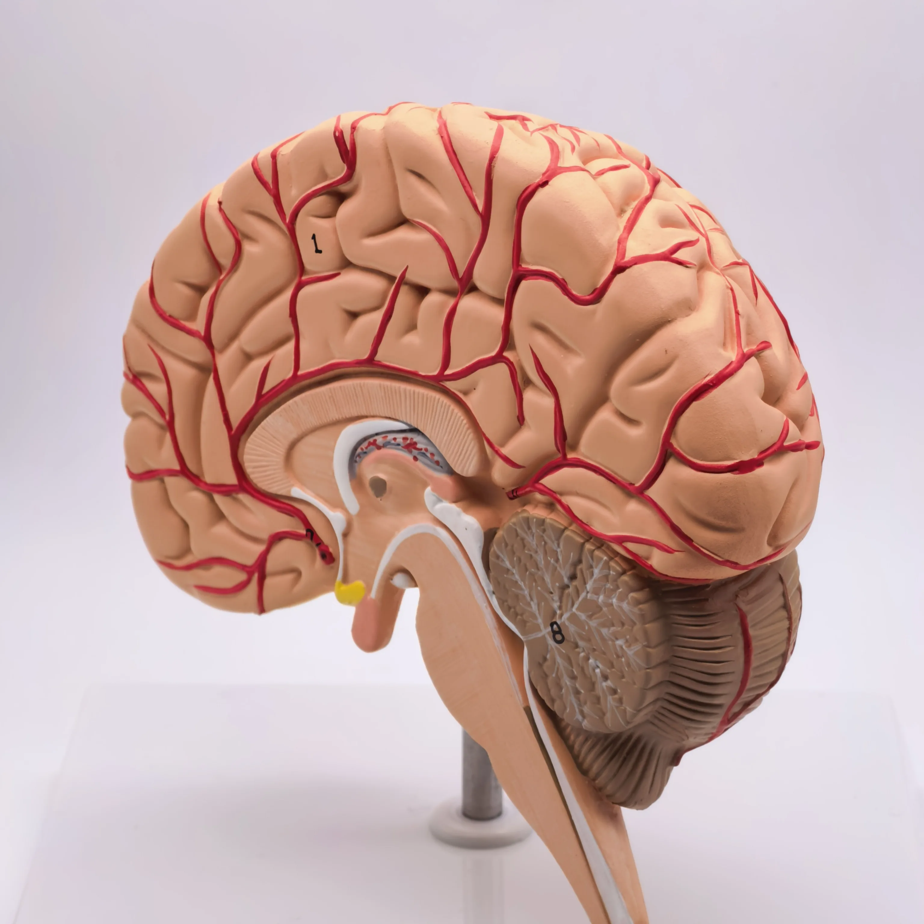 PVC Human Right Brain Blood Vessel Medical Display Model, Deluxe Specimen, Medical Science Supplies