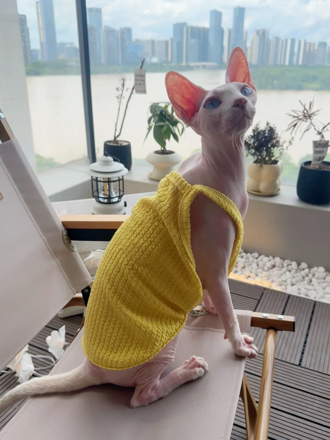 Sphynx Cat Cotton Vest Hairless Cat Shirt Clothes Soft Pure Yellow Coat for Devon Rex Pet Supplies in Spring Summer