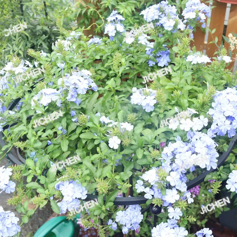 

HZ Outdoor Gardening Umbrella Rose Climbing Vine Frame Rose Clematis Frame Green Plant Frame Rod