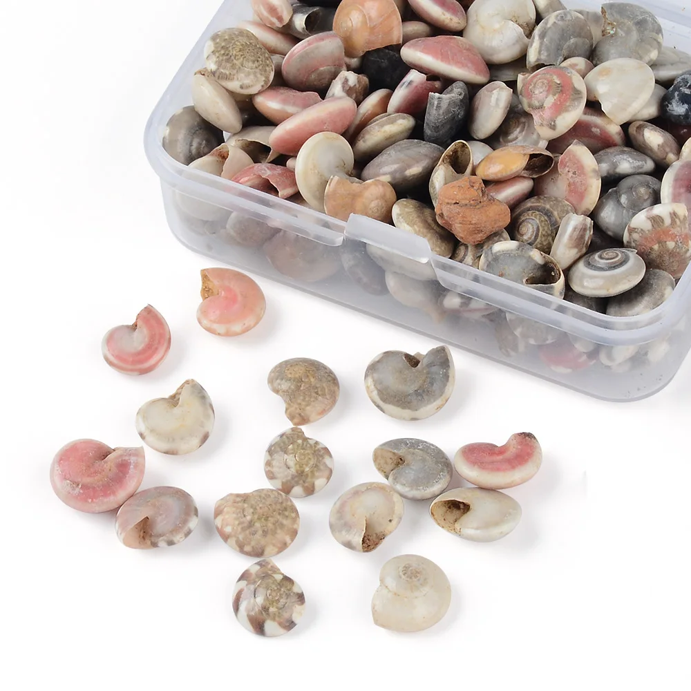 26g natural conch shell mini conch corn screw box wall decoration DIY aquarium landscape shell jewelry DIY craft image 2
