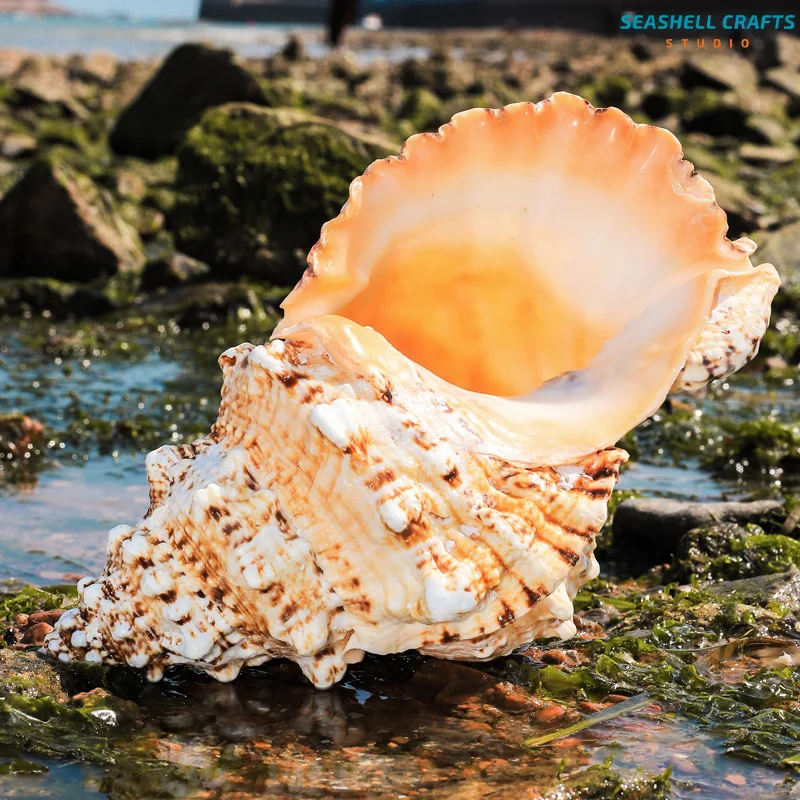 1PC Natural Giant Frog Shell Tutufa bubo Conch For Home Decoration Wedding Party Decor Gifts Beach Shell Specimen Fish Tank