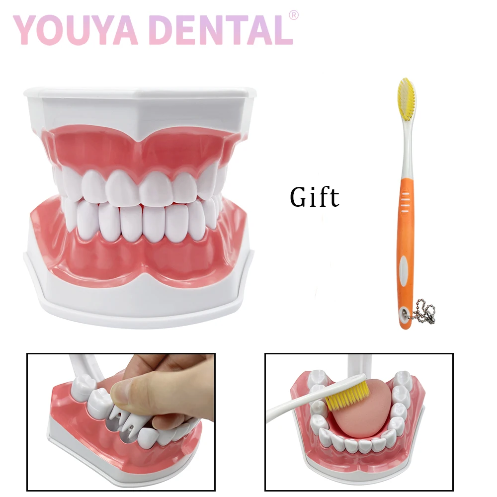 2 Times Tooth Model With Tongue, Tooth Brushing Model With Free Toothbrush Suitable For Dentist Brushing Teaching Training Demo