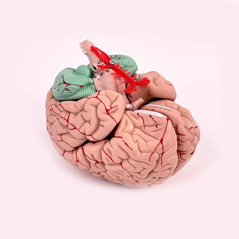Human Brain Anatomical Model Colored Brain Anatomically Accurate Brain Model for Science Class Teaching Medical Model