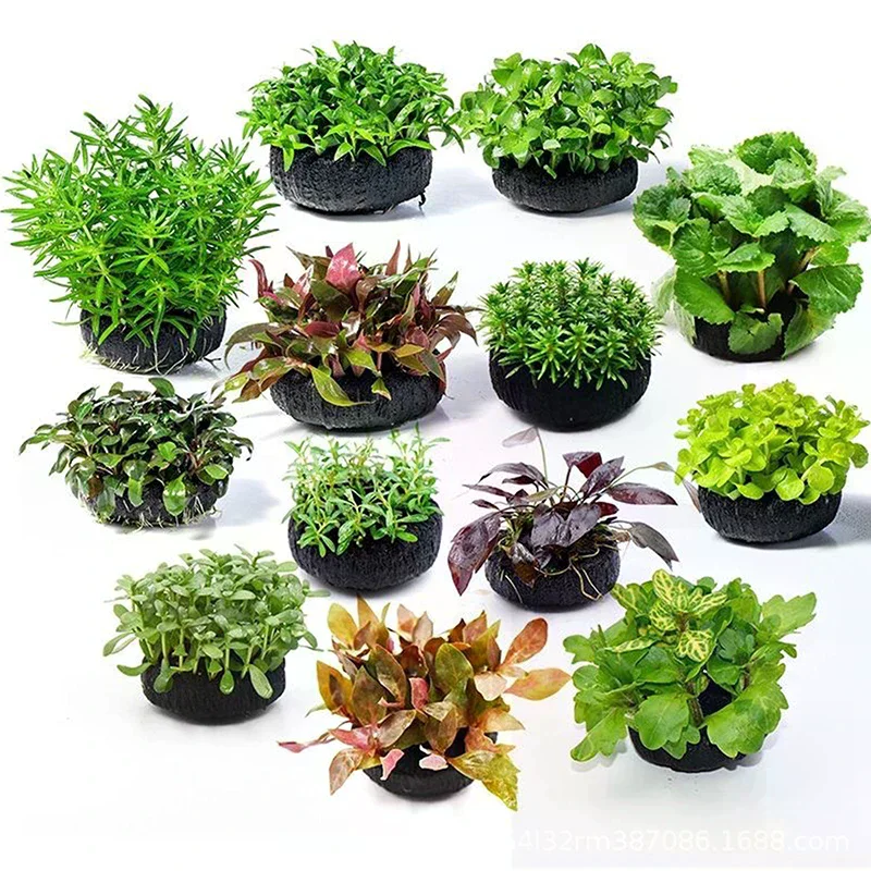 2Pcs Black Fish Tank Water Gra - Aquarium Plant Roots recension och pris
