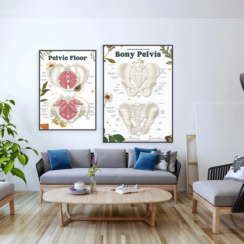 Pelvic floor anatomy poster, childbirth education, pelvic art, female anatomy print, orthopedic poster, medical student gift