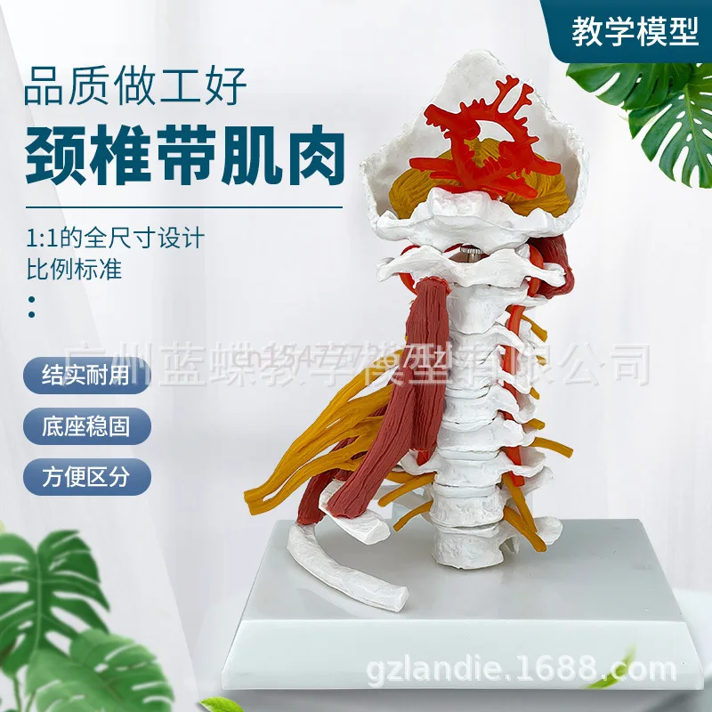 

Human Cervical Spine Model with Muscle Nerve Brain Stem Occipital Spine Spine Medical Teaching Skeleton Model Detachable